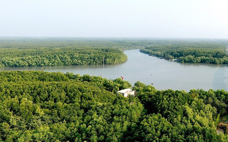 Hàng chục ngàn héc ta rừng đước đã mọc lên từ vùng đất hoang hóa, những căn nhà của người giữ rừng được rừng xanh bao bọc